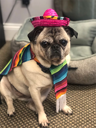 Dog in costume